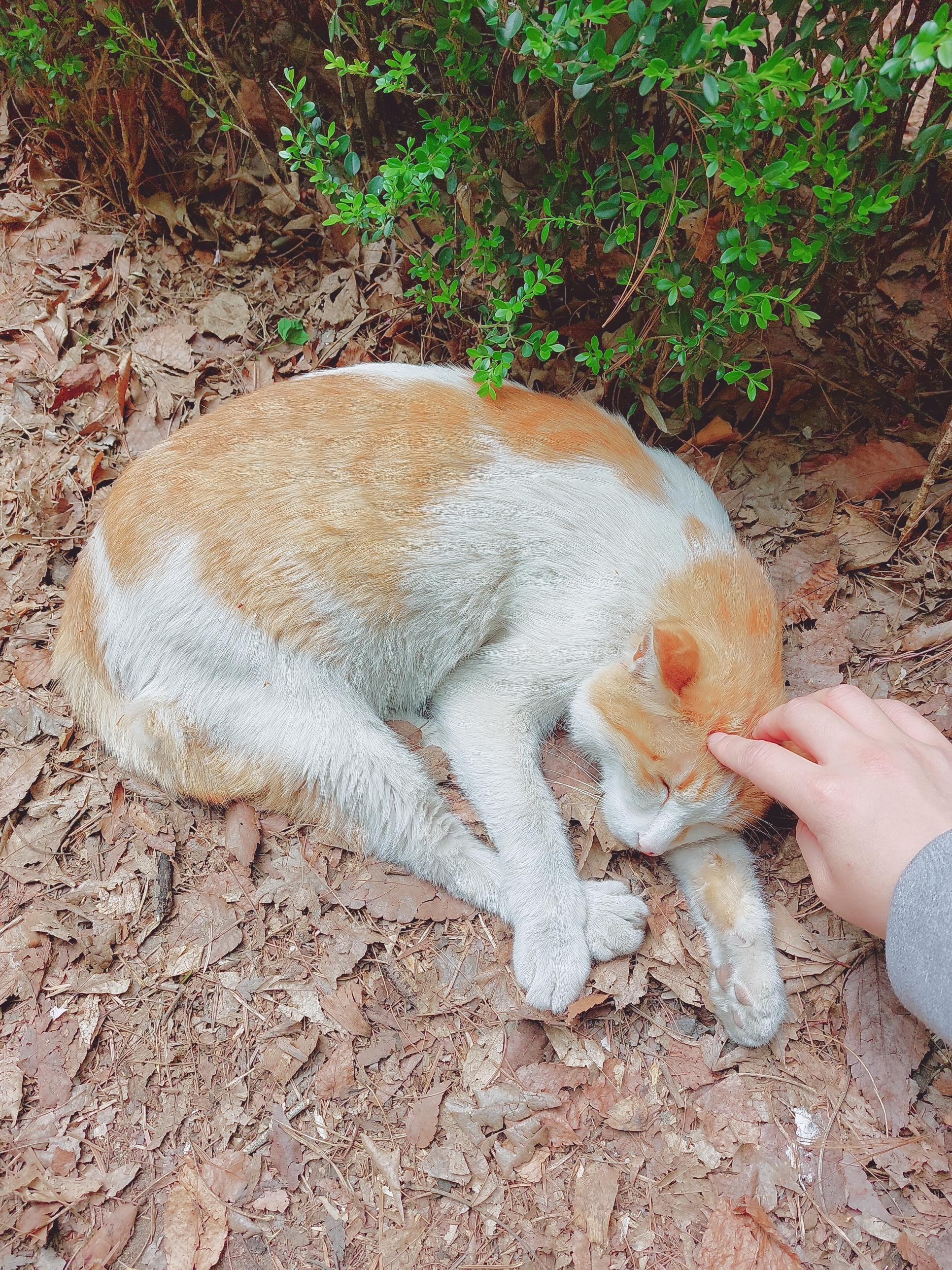 사진